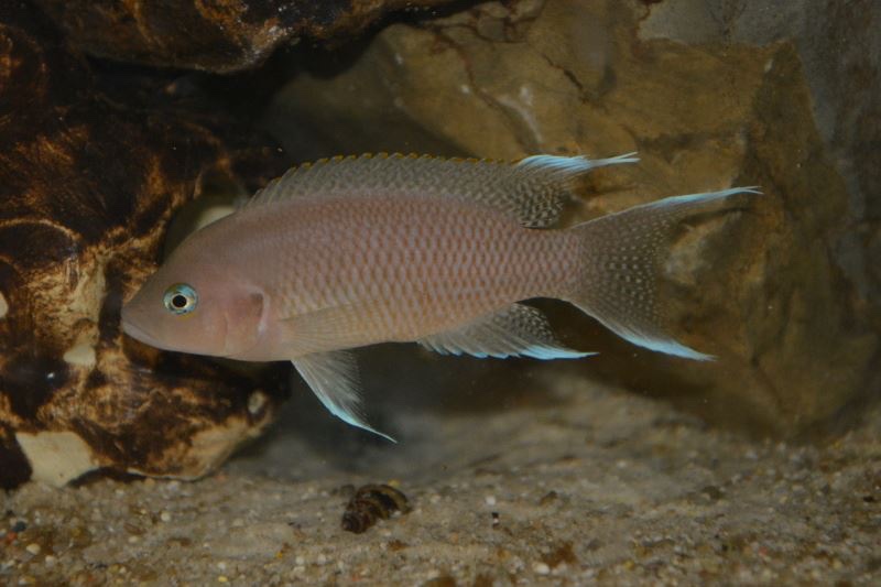Neolamprologus marunguensis